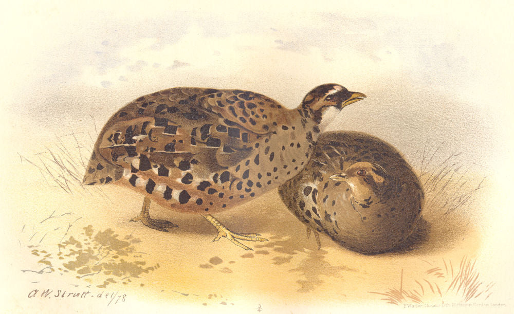INDIAN GAME BIRDS. Blewitt's Painted Bush-Quail (Perdicula Blewitti). FINN 1915